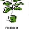 fiddleleaf21